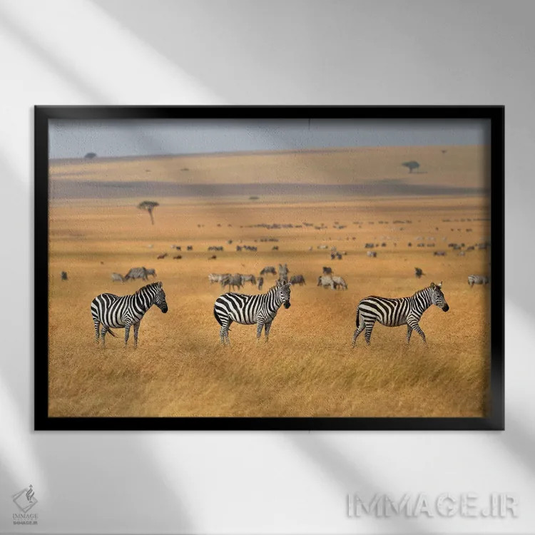 تابلو گورخرها در دشتهای ماسای مارا اثر المر وایس - نمای قابدار مشکی