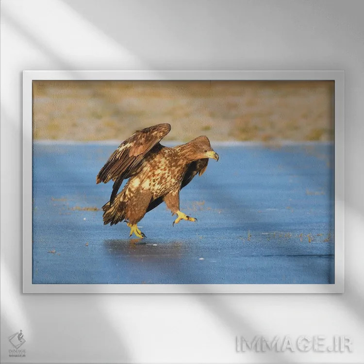 تابلو عقاب دمسفید روی یخ اثر المر وایس - نمای قابدار سفید