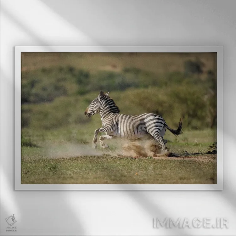 تابلو گورخر در حال فرار اثر المر وایس - نمای قابدار سفید