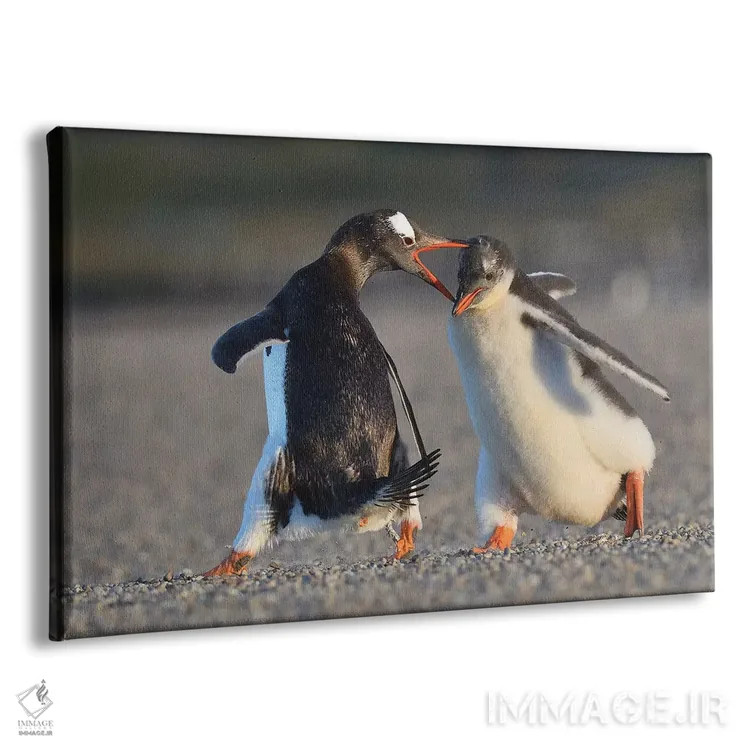 تابلو فالکلند ۴ (جزایر فالکلند) اثر المر وایس - نمای پرسپکتیو محصول