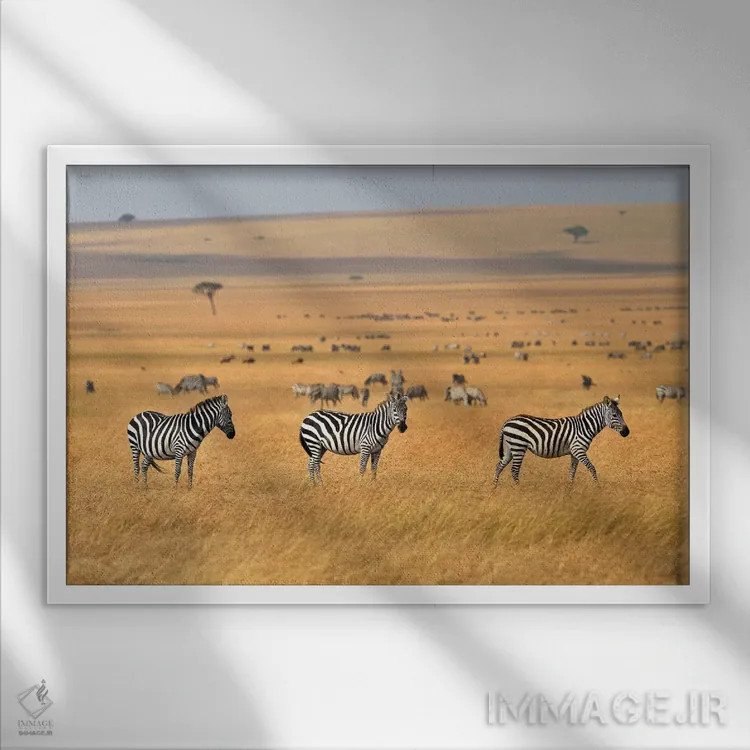 تابلو گورخرها در دشتهای ماسای مارا اثر المر وایس - نمای قابدار سفید