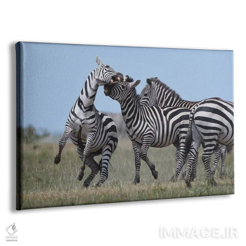 تابلو گورخرهای در حال نزاع اثر المر وایس - نمای پرسپکتیو محصول