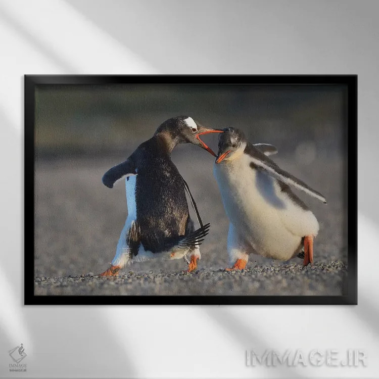 تابلو فالکلند ۴ (جزایر فالکلند) اثر المر وایس - نمای قابدار مشکی