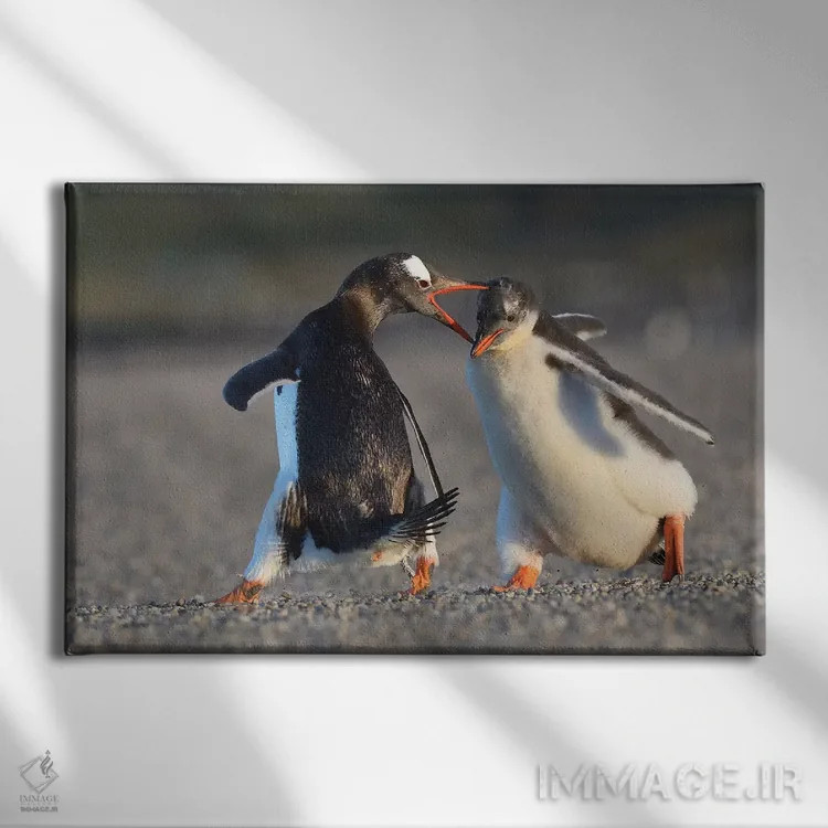 تابلو فالکلند ۴ (جزایر فالکلند) اثر المر وایس - نمای روبهرو روی دیوار