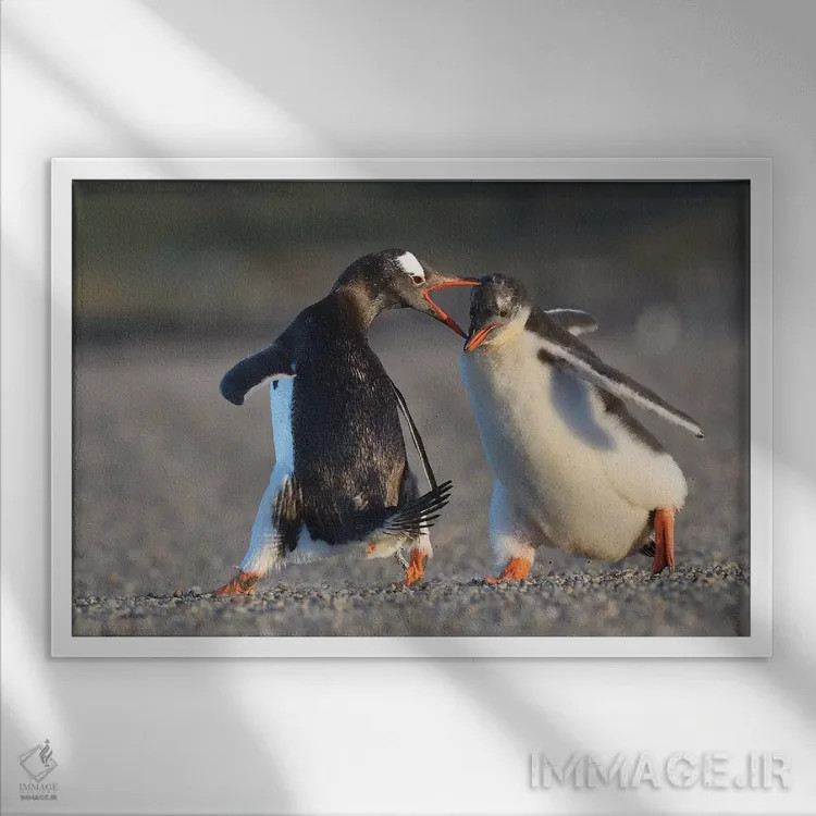 تابلو فالکلند ۴ (جزایر فالکلند) اثر المر وایس - نمای قابدار سفید