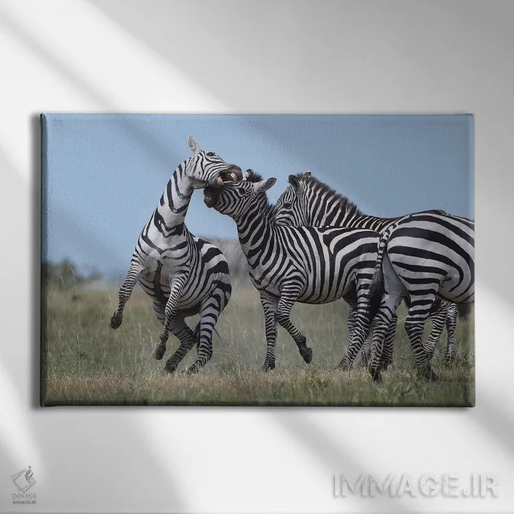 تابلو گورخرهای در حال نزاع اثر المر وایس - نمای روبهرو روی دیوار