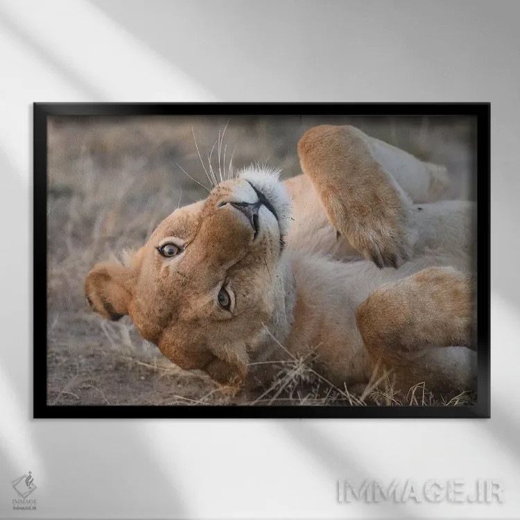 تابلو شیر ماده بامزه اثر المر وایس - نمای قابدار مشکی