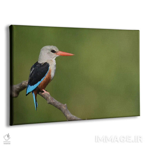 تابلو مرغ ماهیخوار سرخاکستری اثر المر وایس - نمای پرسپکتیو محصول