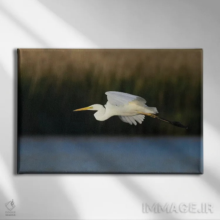 تابلو مرغ ماهیخوار بزرگ اثر المر وایس - نمای روبهرو روی دیوار