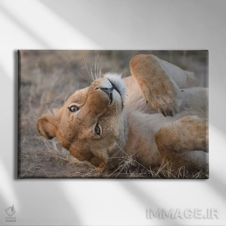 تابلو شیر ماده بامزه اثر المر وایس - نمای روبهرو روی دیوار