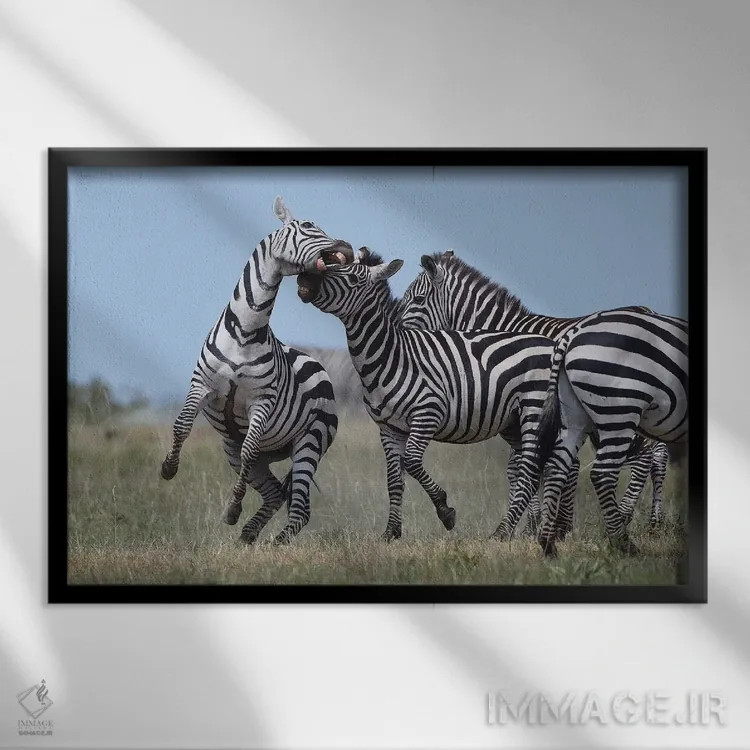 تابلو گورخرهای در حال نزاع اثر المر وایس - نمای قابدار مشکی