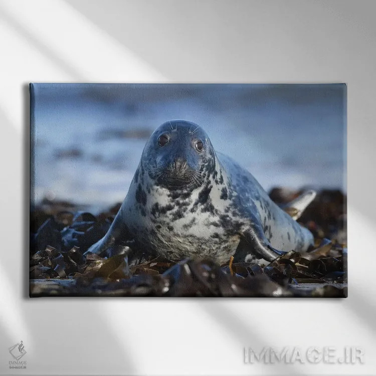 تابلو فک خاکستری اثر المر وایس - نمای روبهرو روی دیوار