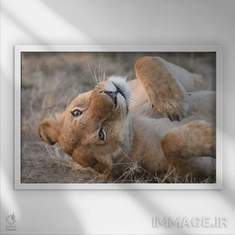 تابلو شیر ماده بامزه اثر المر وایس - نمای قابدار سفید