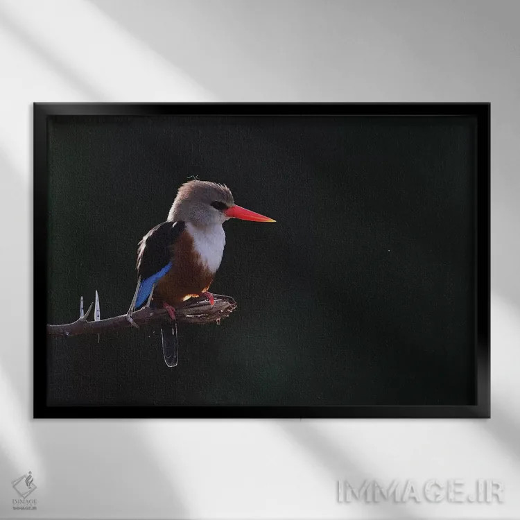 تابلو مرغ ماهیخوار سرخاکستری در پشتنور اثر المر وایس - نمای قابدار مشکی