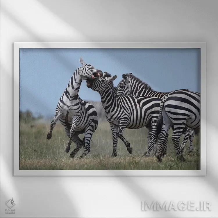 تابلو گورخرهای در حال نزاع اثر المر وایس - نمای قابدار سفید