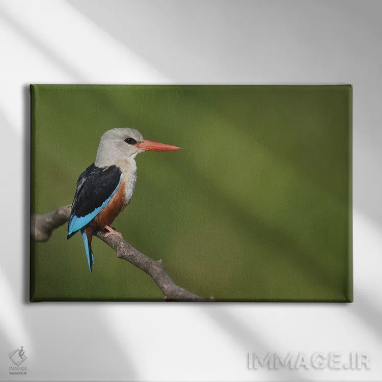 تابلو مرغ ماهیخوار سرخاکستری اثر المر وایس - نمای روبهرو روی دیوار