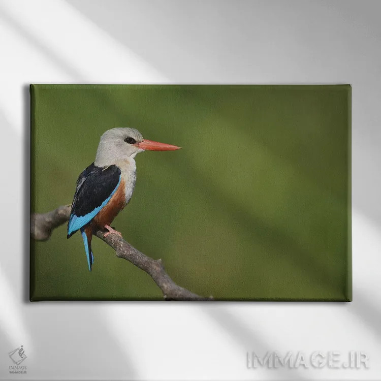 تابلو مرغ ماهیخوار سرخاکستری اثر المر وایس - نمای روبهرو روی دیوار