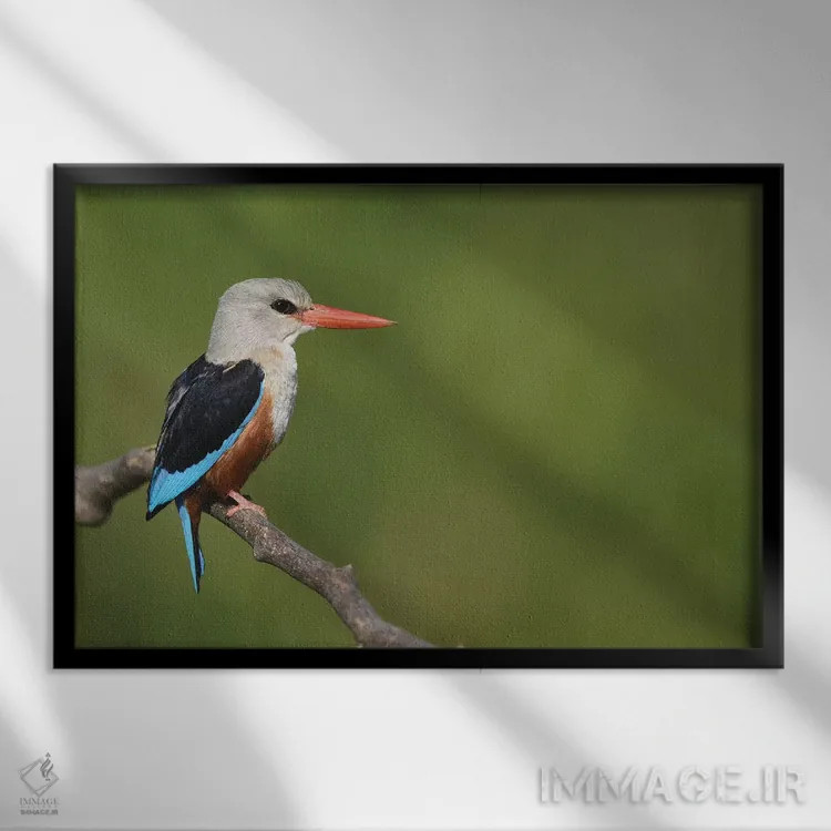 تابلو مرغ ماهیخوار سرخاکستری اثر المر وایس - نمای قابدار مشکی