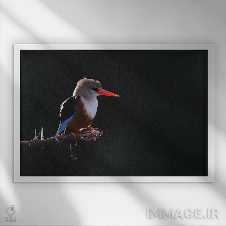 تابلو مرغ ماهیخوار سرخاکستری در پشتنور اثر المر وایس - نمای قابدار سفید