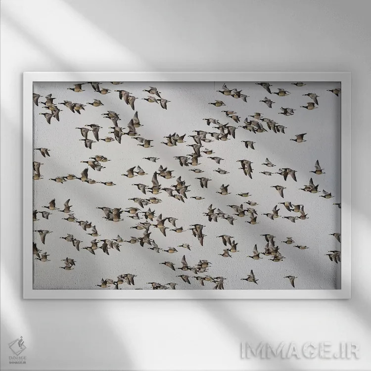 تابلو غازهای برنیکل اثر المر وایس - نمای قابدار سفید