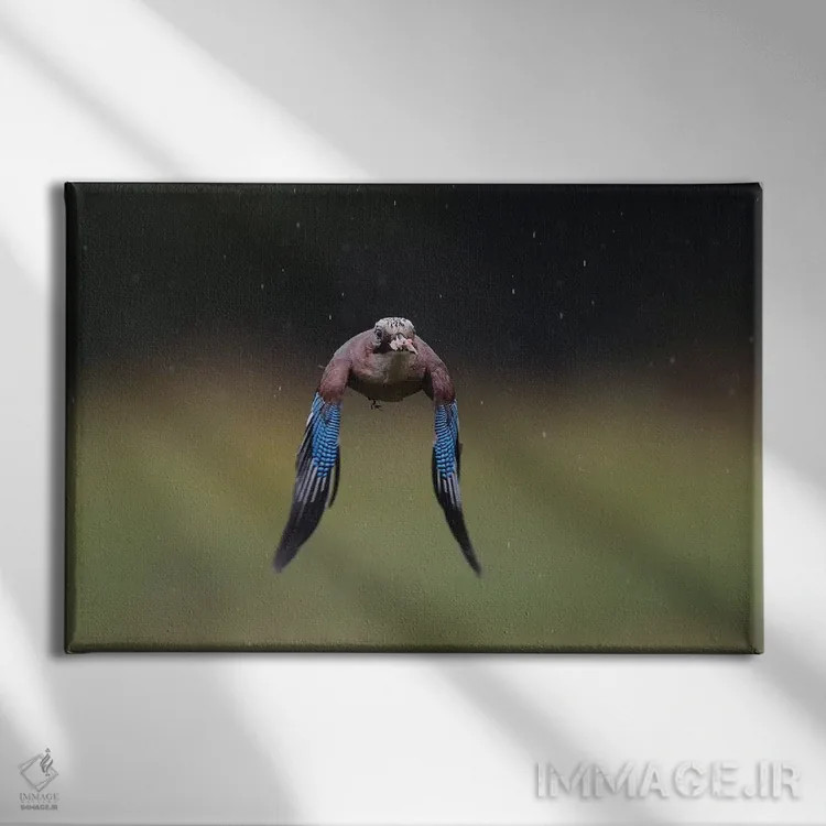 تابلو زاغی (پرنده) اثر المر وایس - نمای روبهرو روی دیوار