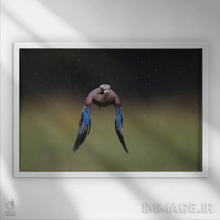 تابلو زاغی (پرنده) اثر المر وایس - نمای قابدار سفید