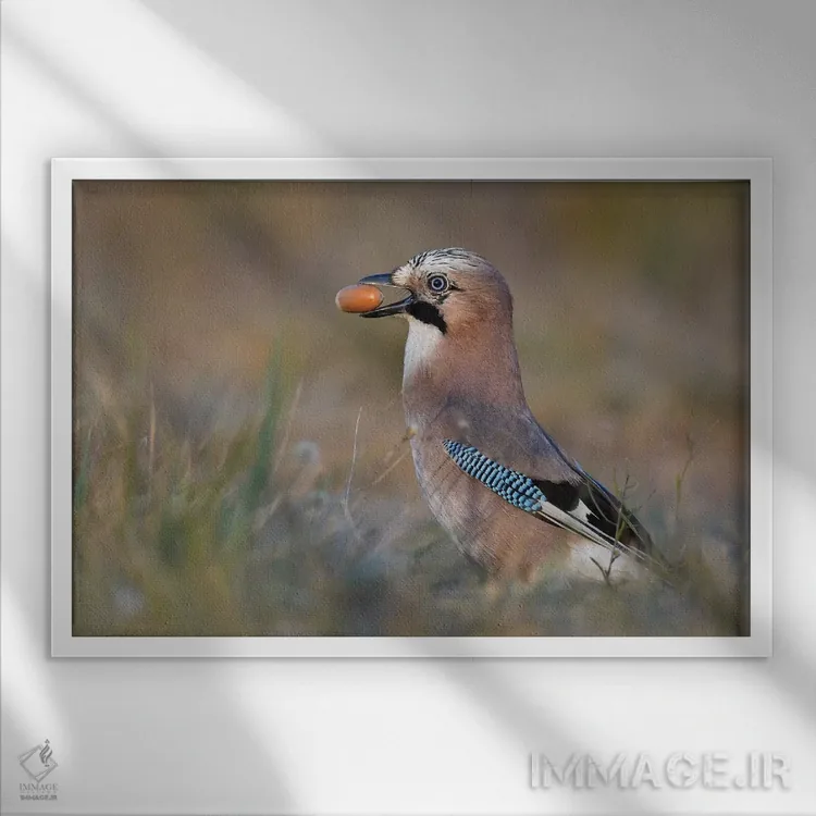 تابلو زاغی با فندق بلوط اثر المر وایس - نمای قابدار سفید