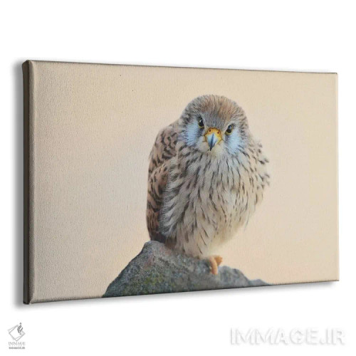تابلو دلیجه کوچک (نوعی پرنده شکاری) اثر المر وایس - نمای پرسپکتیو محصول