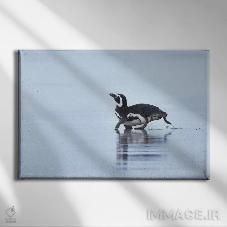 تابلو پنگوئن ماژلانی در حال دویدن اثر المر وایس - نمای روبهرو روی دیوار