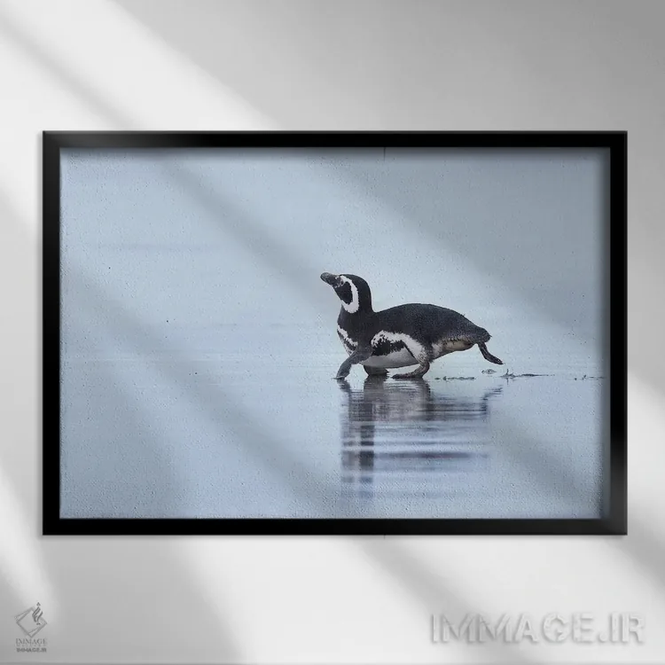 تابلو پنگوئن ماژلانی در حال دویدن اثر المر وایس - نمای قابدار مشکی