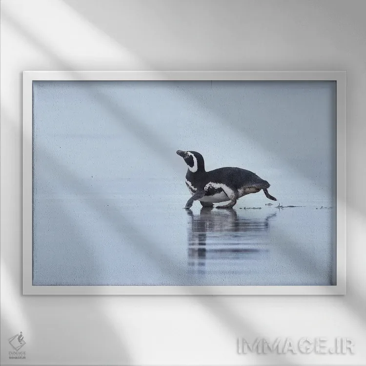 تابلو پنگوئن ماژلانی در حال دویدن اثر المر وایس - نمای قابدار سفید