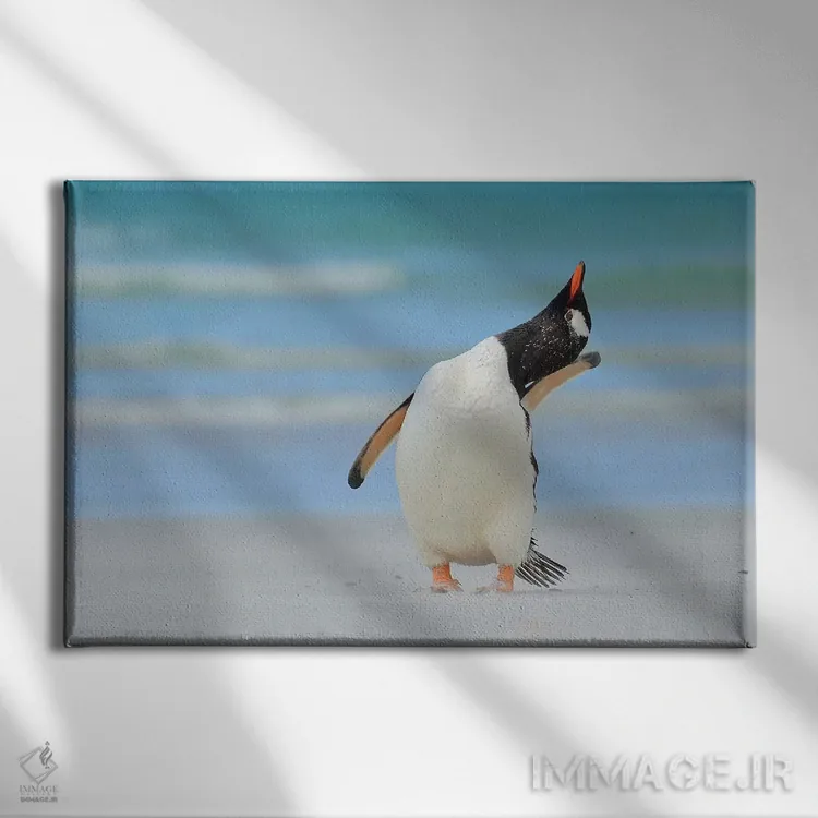 تابلو مدل برتر بعدی فالکلند (جزایر فالکلند) اثر المر وایس - نمای روبهرو روی دیوار