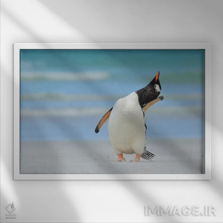 تابلو مدل برتر بعدی فالکلند (جزایر فالکلند) اثر المر وایس - نمای قابدار سفید