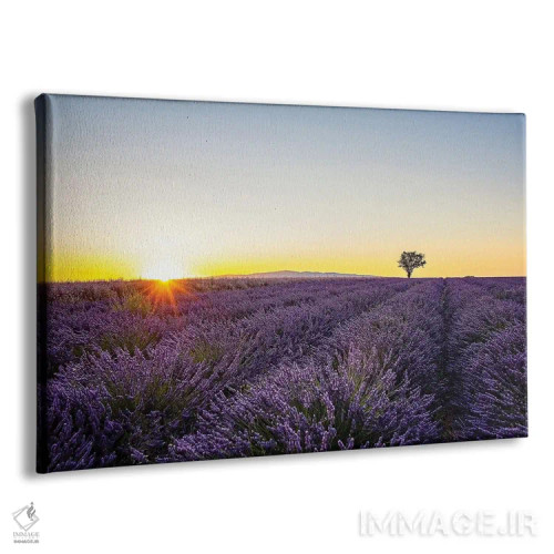 تابلو اسطوخودوس (گل) اثر مانجیک پیکچرز (استودیو عکاسی یا فیلمسازی) - نمای پرسپکتیو محصول