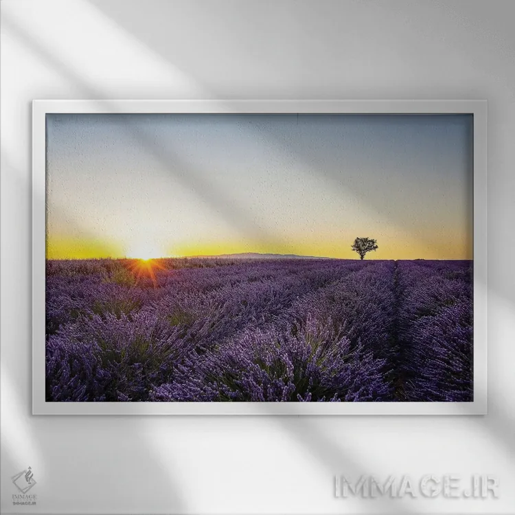 تابلو اسطوخودوس (گل) اثر مانجیک پیکچرز (استودیو عکاسی یا فیلمسازی) - نمای قابدار سفید