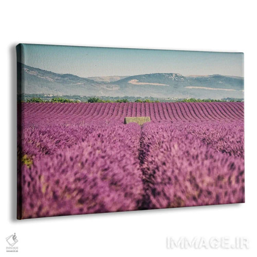 تابلو مزرعه اسطوخودوس اثر مانجیک پیکچرز (استودیو عکاسی یا فیلمسازی) - نمای پرسپکتیو محصول