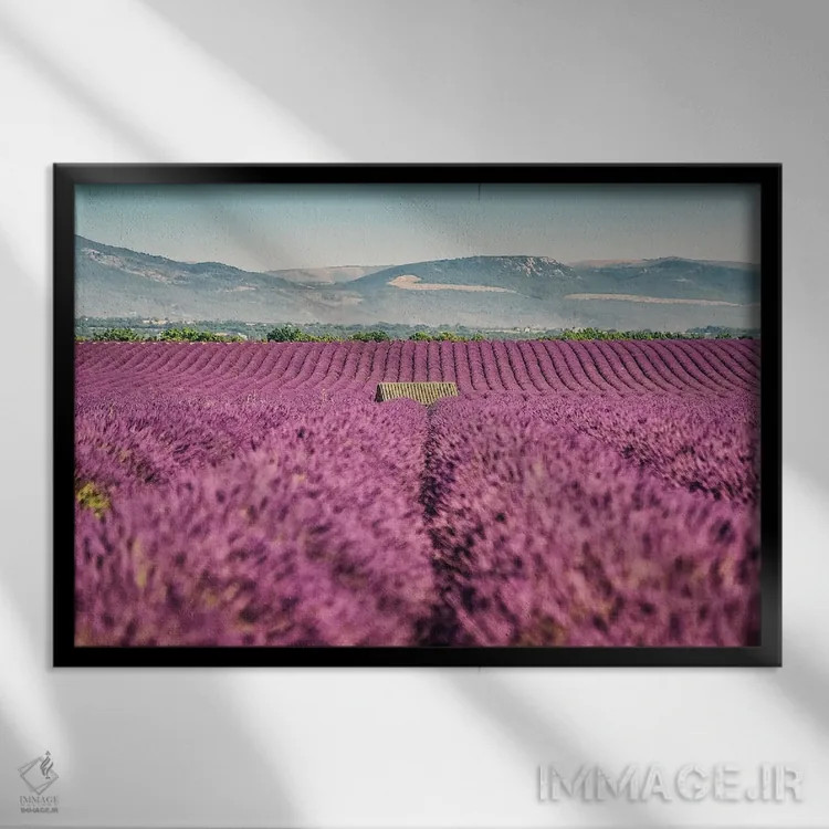 تابلو مزرعه اسطوخودوس اثر مانجیک پیکچرز (استودیو عکاسی یا فیلمسازی) - نمای قابدار مشکی