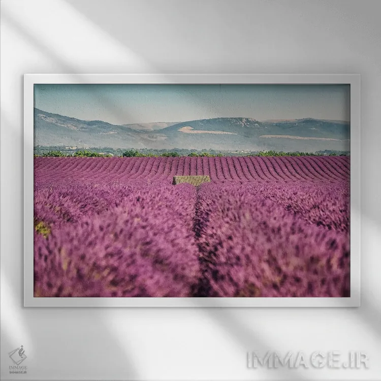 تابلو مزرعه اسطوخودوس اثر مانجیک پیکچرز (استودیو عکاسی یا فیلمسازی) - نمای قابدار سفید