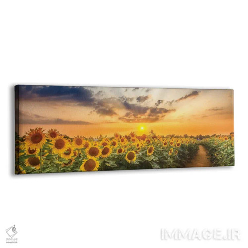 تابلو مزرعه آفتابگردان هنگام غروب | نمای پانوراما اثر ملانی ویولا - نمای پرسپکتیو محصول