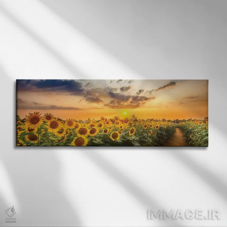 تابلو مزرعه آفتابگردان هنگام غروب | نمای پانوراما اثر ملانی ویولا - نمای روبهرو روی دیوار