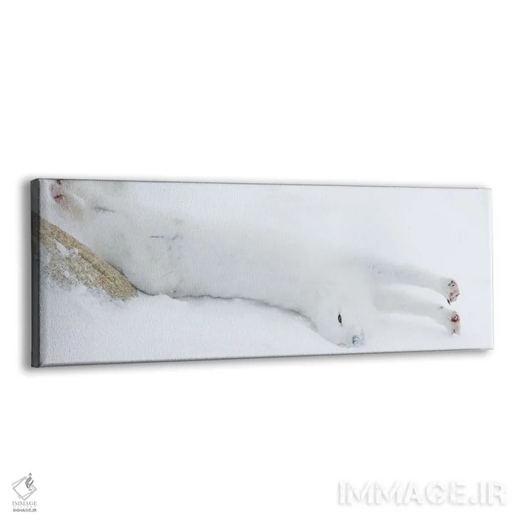 تابلو روباه قطبی کانادا ۴ اثر میگل لاسا - نمای پرسپکتیو محصول