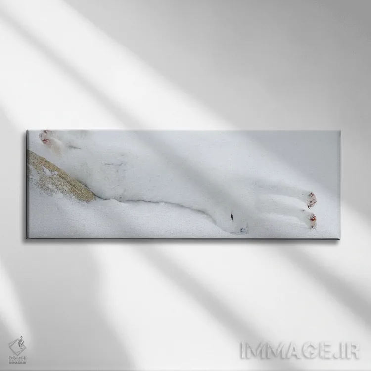 تابلو روباه قطبی کانادا ۴ اثر میگل لاسا - نمای روبهرو روی دیوار