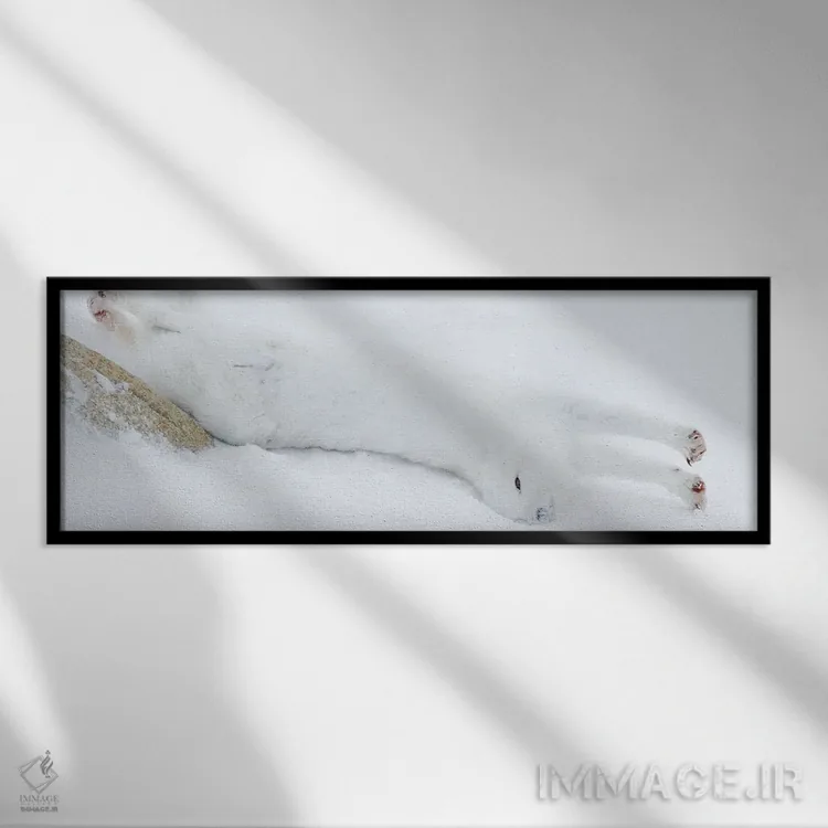 تابلو روباه قطبی کانادا ۴ اثر میگل لاسا - نمای قابدار مشکی