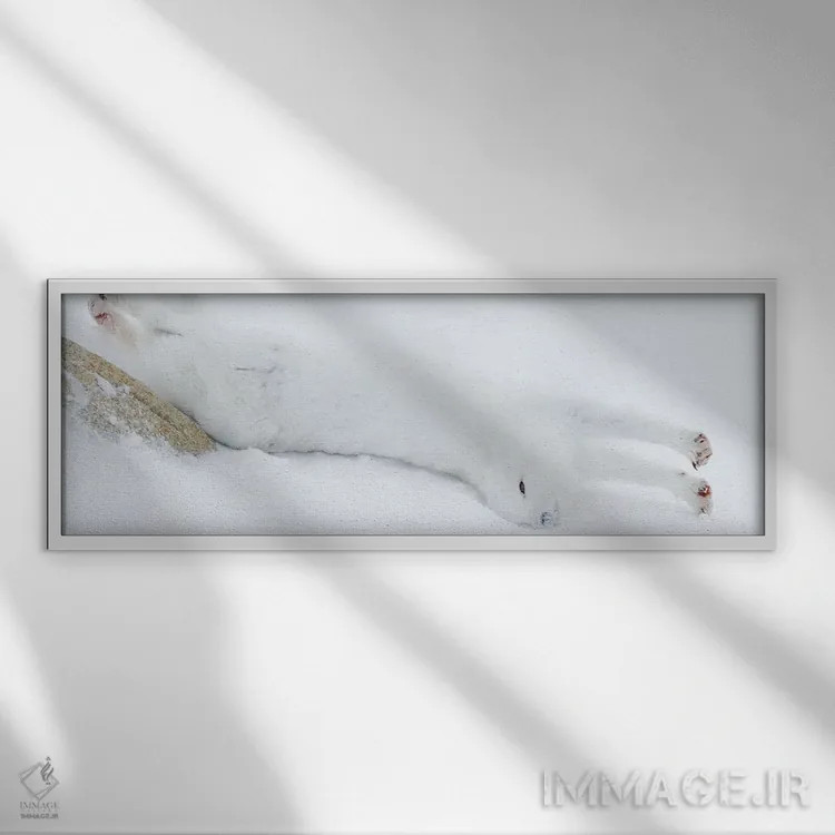 تابلو روباه قطبی کانادا ۴ اثر میگل لاسا - نمای قابدار سفید
