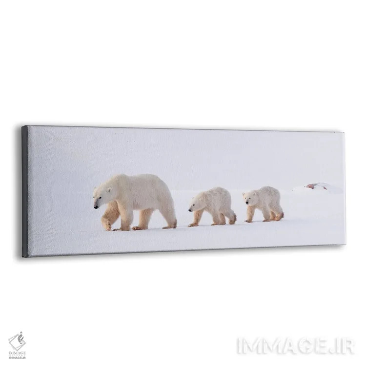 تابلو خرسهای قطبی کانادا ۴۵ اثر میگل لاسا - نمای پرسپکتیو محصول