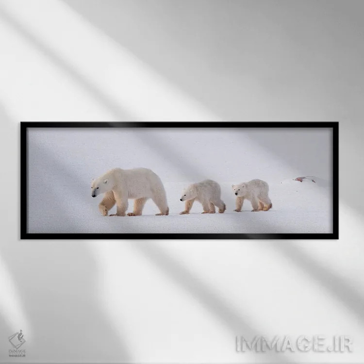 تابلو خرسهای قطبی کانادا ۴۵ اثر میگل لاسا - نمای قابدار مشکی