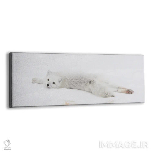 تابلو شامپانزه قطبی کانادا ۳ اثر میگل لاسا - نمای پرسپکتیو محصول