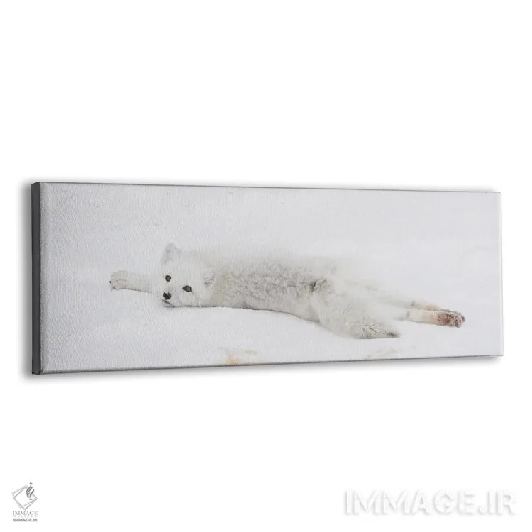 تابلو شامپانزه قطبی کانادا ۳ اثر میگل لاسا - نمای پرسپکتیو محصول
