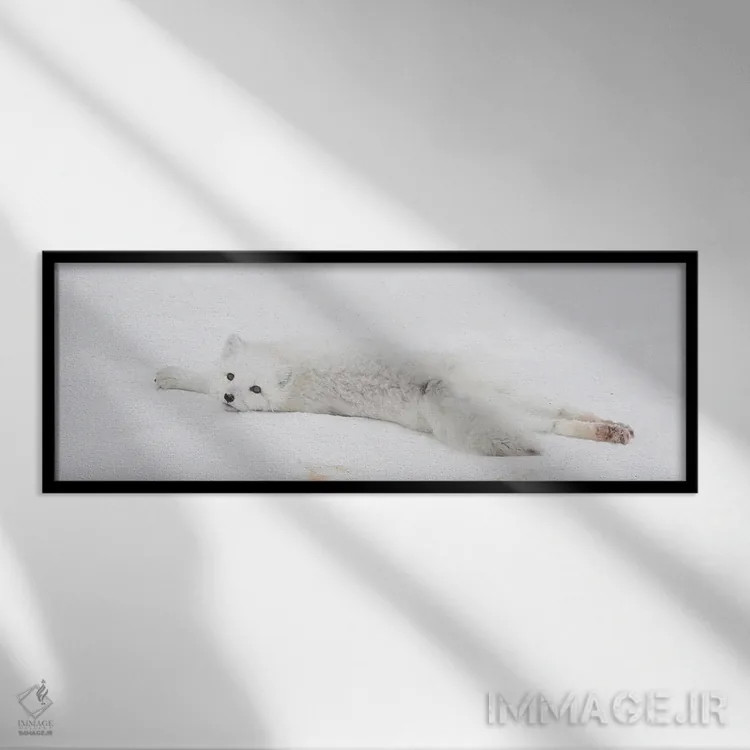 تابلو شامپانزه قطبی کانادا ۳ اثر میگل لاسا - نمای قابدار مشکی