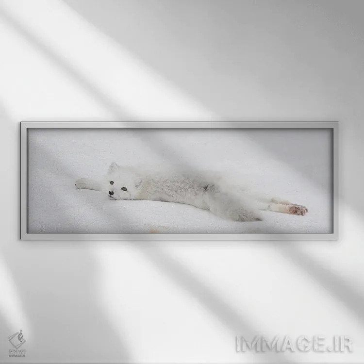 تابلو شامپانزه قطبی کانادا ۳ اثر میگل لاسا - نمای قابدار سفید